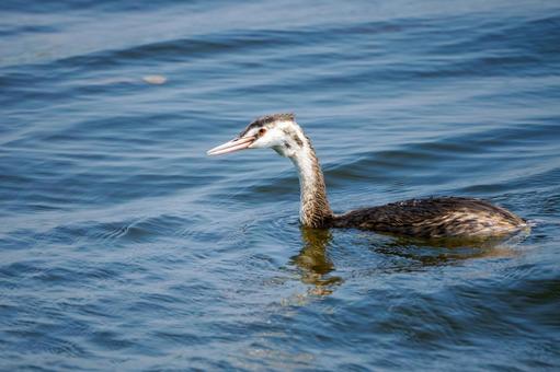 カンムリカイツブリの若鳥(22) カンムリカイツブリの若鳥(22)の写真