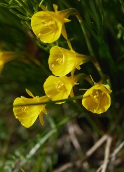 水仙の写真