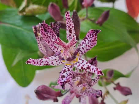 ホトトギス草の写真