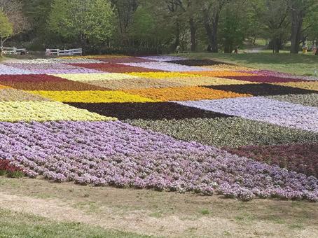 花畑 ビオラ7 花畑 ビオラ7 ビオラ,花畑,花の写真素材