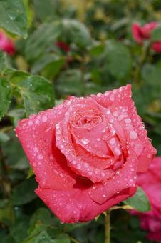 雨に濡れたバラ(マリアカラス)13 雨に濡れたバラ(マリアカラス)13 バラ,薔薇,春バラの写真素材