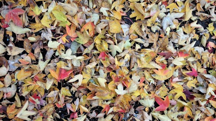 落ち葉　紅葉　冬の路面 冬,積もっている,紅葉の写真素材