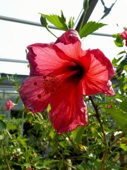 温室内で育つ真っ赤なハイビスカスの花の写真