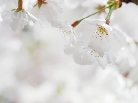 さくらの写真