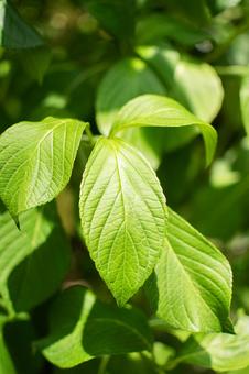 Photo, plant, hydrangea leaves, hydrangea, 