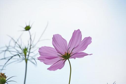 Cosmos 11, cosmo, fiore, autunno, JPG