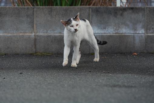 体をブルブルさせる牛柄猫 体をブルブルさせる牛柄猫 牛柄猫,cawcat,ハチワレ猫の写真素材