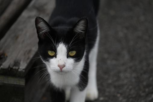 走島の野良ちゃん達 走島の野良ちゃん達の写真