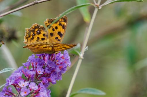キタテハ(22) キタテハ(22)の写真