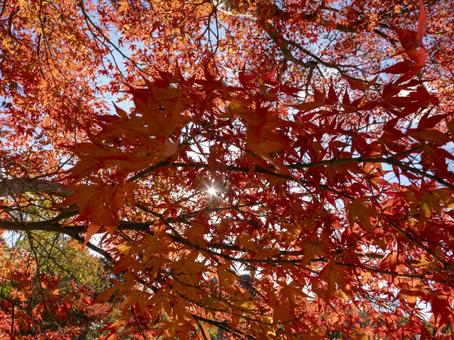 陽射し透ける紅葉 陽射し透ける紅葉 紅葉,秋,もみじの写真素材