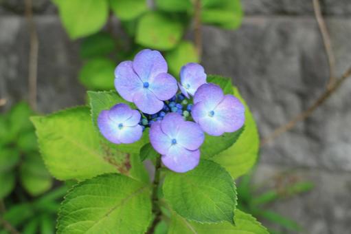 [Flower photo] Hydrangea_0609-51, JPG