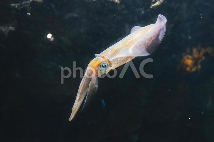 水槽の中を泳ぐイカ 水槽の中を泳ぐイカ イカ,生物,烏賊の写真素材