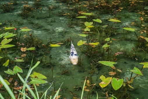モネの池と優雅に泳ぐ鯉 モネの池と優雅に泳ぐ鯉 モネの池,湧水,透明度の写真素材