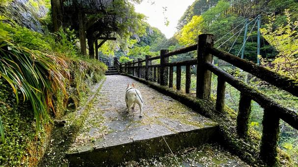 自然公園を歩くフレブル 自然公園を歩くフレブル フレンチブルドッグ,犬,公園の写真素材