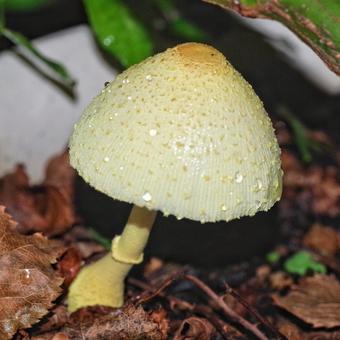 コガネキヌカラカサタケ コガネキヌカラカサタケの写真