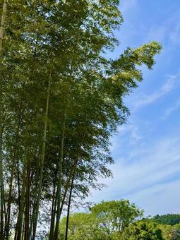 Refreshing bamboo grove vertical, JPG Refreshing bamboo grove vertical, JPG