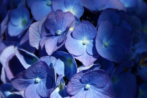 紫陽花 紫陽花の写真