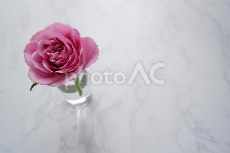 白い大理石の背景に一輪のピンクのバラ バラ,花,ピンクの写真素材
