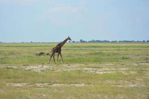 チョベのサファリ 草原を歩くキリン チョベのサファリ 草原を歩くキリン キリン,きりん,チョベの写真素材