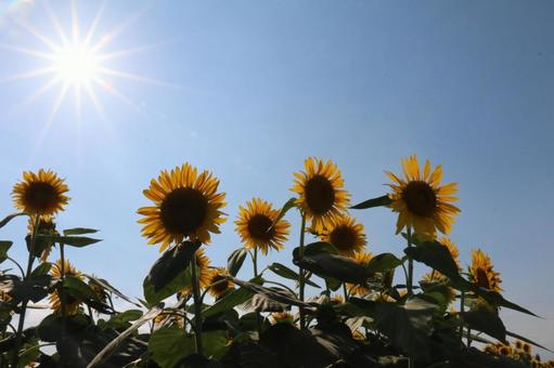 ひまわり 空,夏,ひまわりの写真素材