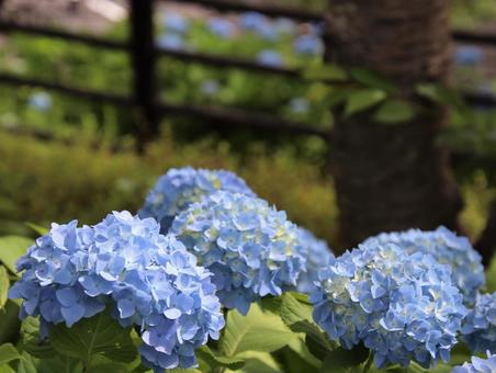鮮やかなブルーがキレイな紫陽花 鮮やかなブルーがキレイな紫陽花の写真