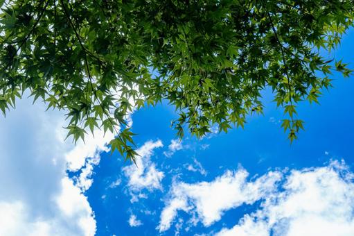 青空と新緑の紅葉 青空と新緑の紅葉 紅葉,モミジ,夏空の写真素材