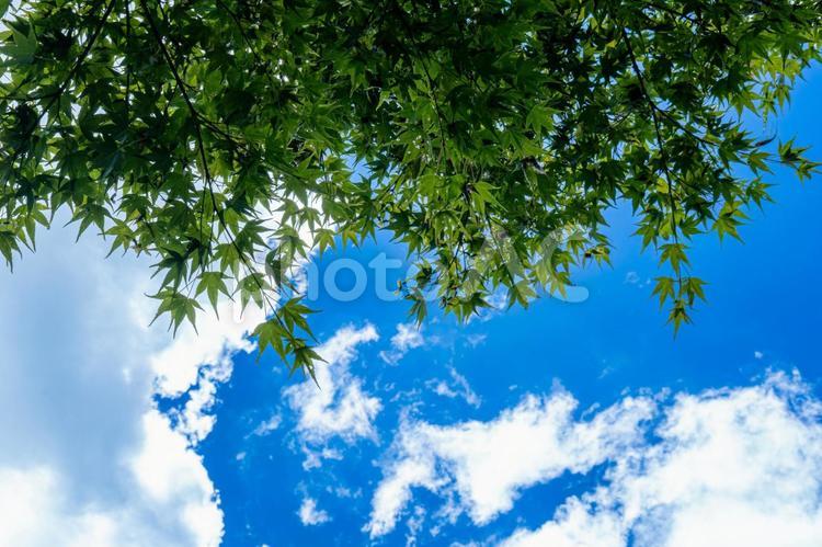 青空と新緑の紅葉 紅葉,モミジ,夏空の写真素材