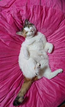 姫様ねこ、自由満喫! 姫様ねこ、自由満喫!の写真