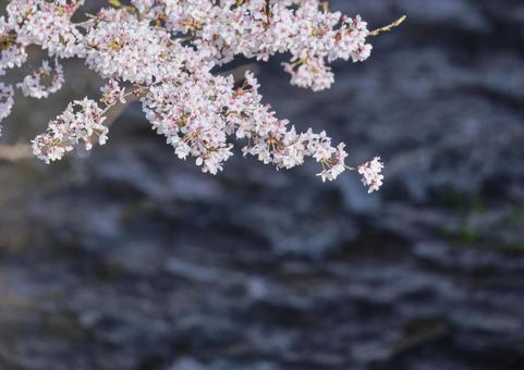 川面と綺麗に咲く桜の花 川面と綺麗に咲く桜の花の写真