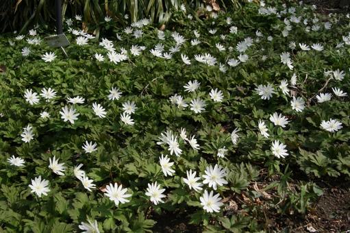 Photo, mountain grass, flower, blooms in early spring, 