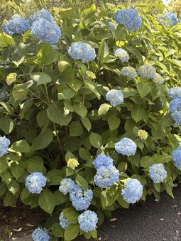 群生する水色に色づいたアジサイ アジサイ,6月,水色の写真素材