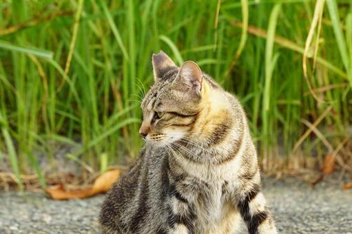 ねこ ねこの写真