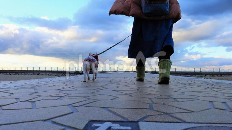 フレンチブルドック　リーフちゃん【海辺の散歩道】 フレンチブルドック,frenchbulldog,フレブルの写真素材