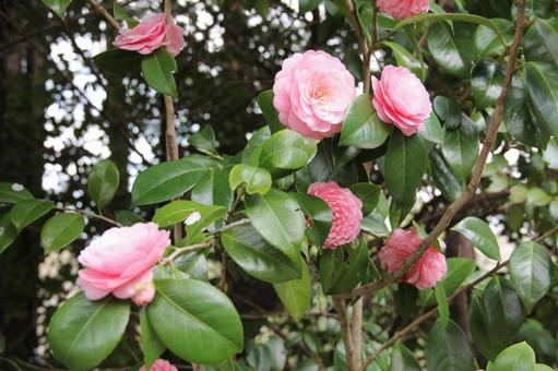 ツバキ・椿　咲く風景 ツバキ,花木,風景の写真素材
