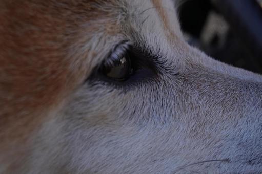 柴犬のつぶらな瞳（ドアップ）の写真