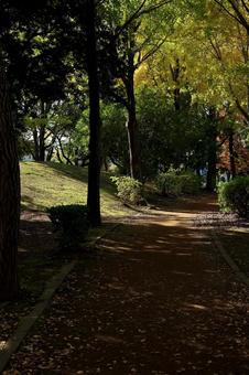 公園の影と光を満喫しながら散歩する 紅葉,光,影の写真素材