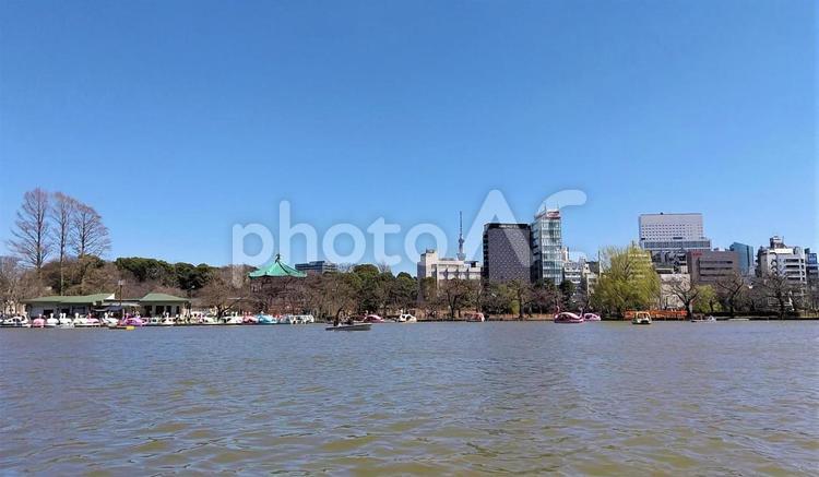 不忍池からの眺め 上野,上野恩賜公園,不忍池の写真素材