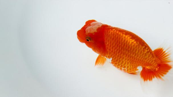 【魚の写真】らんちう(金魚) 【魚の写真】らんちう(金魚) ペット,水槽,魚の写真素材