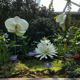 植物園の白い花のアート作品 植物園の白い花のアート作品 ガーデンズバイザベイ,クラウドフォレスト,シンガポールの写真素材