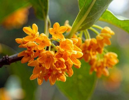 キンモクセイ2 キンモクセイ2の写真