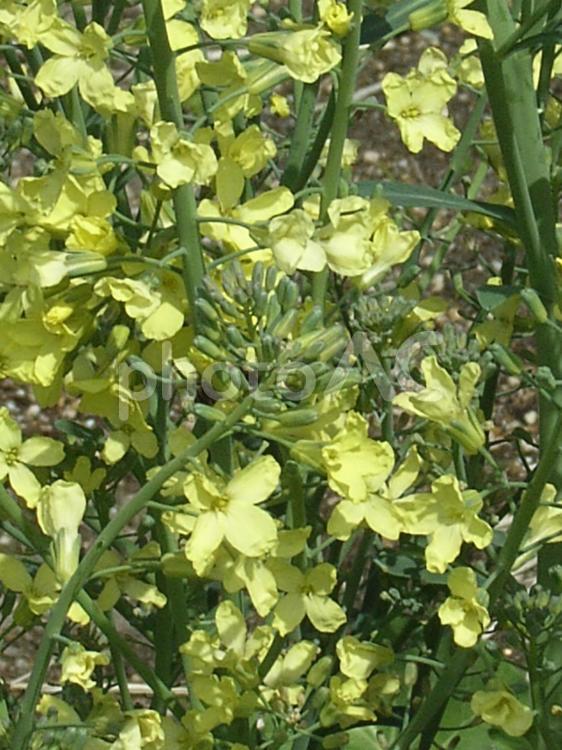 黄色の花を咲かせる何か15 黄色い花,黄色,花びらの写真素材