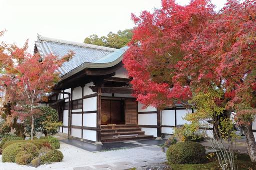 圓光寺　本堂 圓光寺,本堂,瑞巌山の写真素材