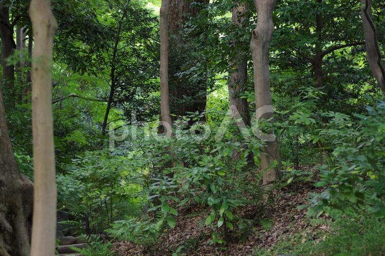 小石川後楽園の風景 小石川後楽園,森林,林の写真素材