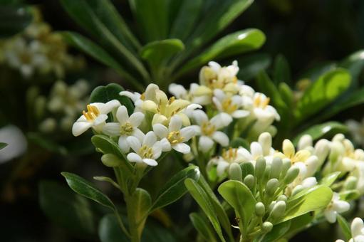 Photo, blooming landscape, circadian inflorescence, spatula shape, 