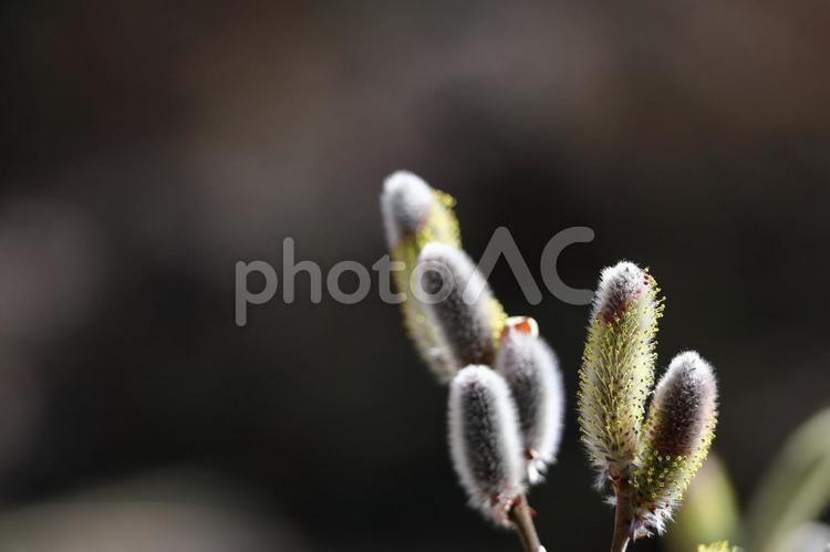 猫の尻尾に似た花 ネコヤナギ,花,ヤナギ科の植物の写真素材
