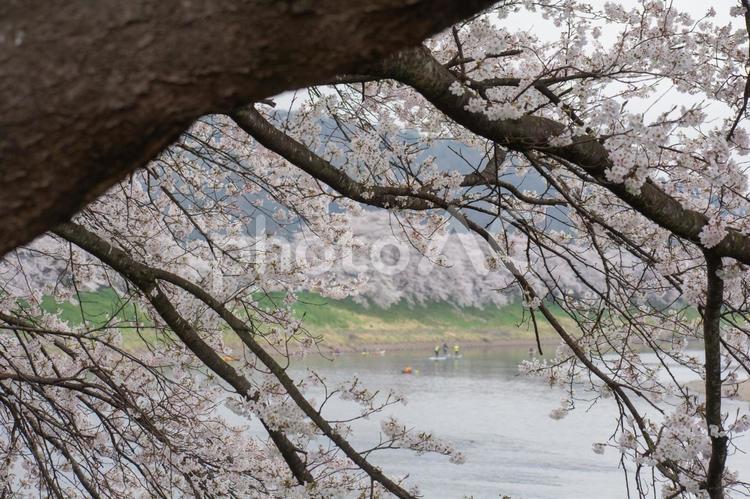 桜の木から見える景色 木,並木,桜並木の写真素材