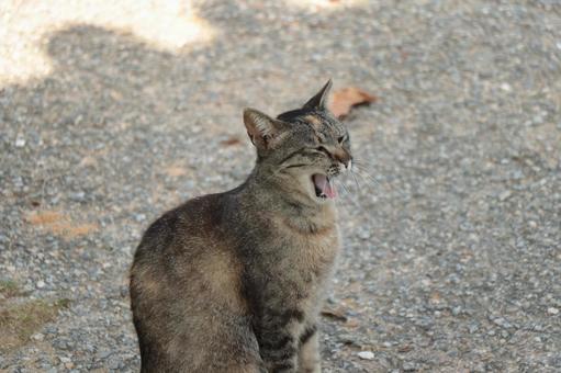 公園ネコ 沖縄県 那覇市 公園ネコ 沖縄県 那覇市の写真