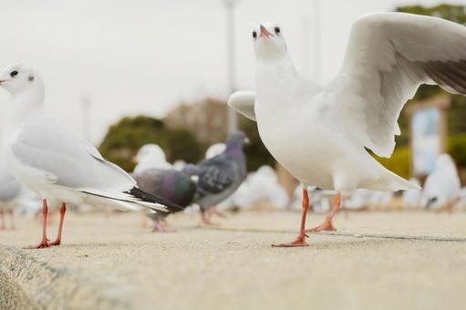 愛知県蒲郡市の竹島近くのユリカモメの写真