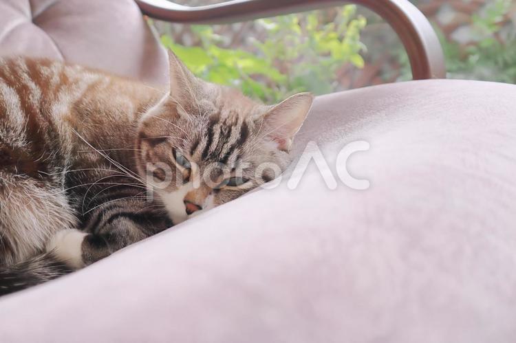 見つめる猫の悩む顔のアップ 猫,ねこ,ネコの写真素材