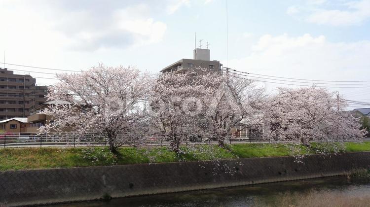 波多江の桜_01 清廉桜,並木道,糸島市の写真素材